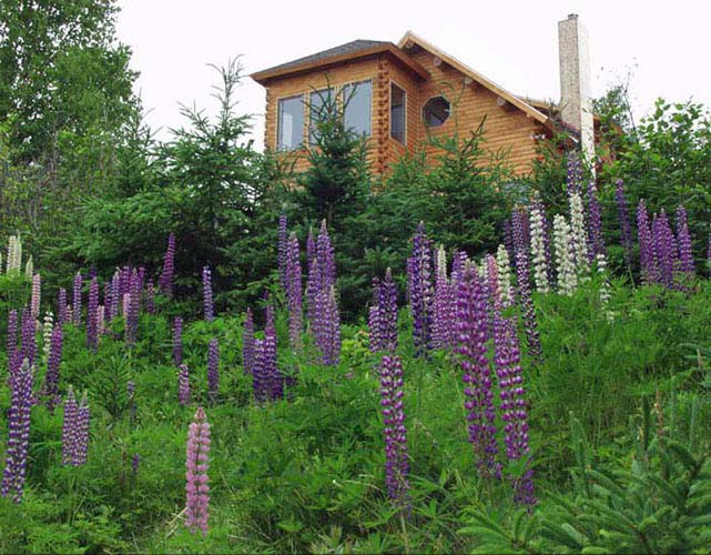 Log home surrounded by lupins