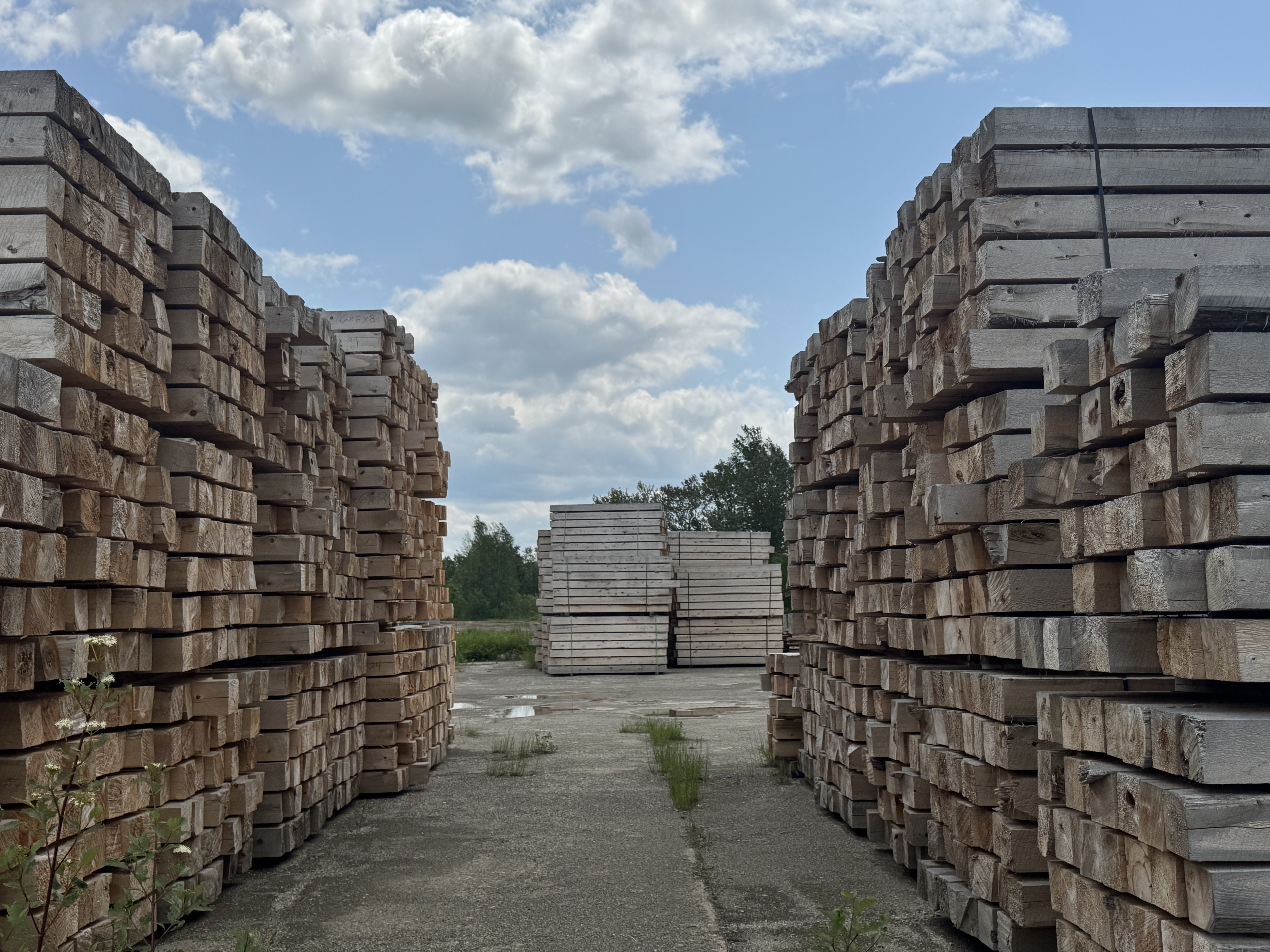 Cedar logs air drying for log homes and log cabin kits